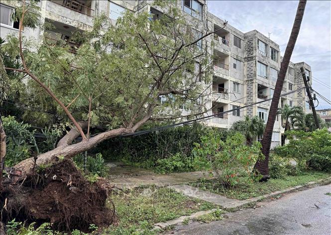 Cây đổ vào hệ thống truyền tải điện ở thủ đô La Habana. Ảnh: Việt Hùng - PV TTXVN tại Cuba