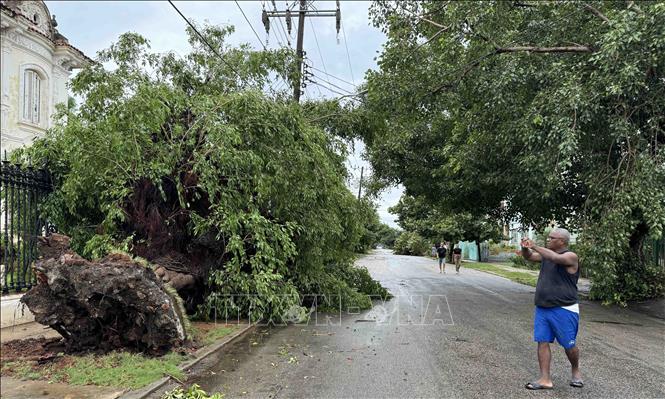 Bão Rafael với gió mạnh và mưa to, khiến nhiều cây cổ thụ ở thủ đô La Habana bật gốc. Ảnh: Việt Hùng - PV TTXVN tại Cuba