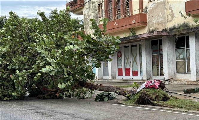 Bão Rafael với gió mạnh và mưa to, khiến nhiều cây cổ thụ ở thủ đô La Habana bật gốc. Ảnh: Việt Hùng - PV TTXVN tại Cuba