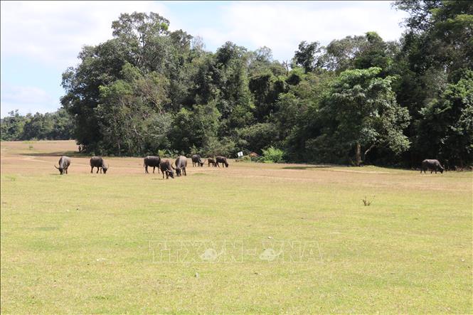 Trảng cỏ Bù Lạch là điểm đến du lịch sinh thái giàu tiềm năng của huyện Bù Đăng nói riêng và tỉnh Bình Phước nói chung. Ảnh: Nhật Bình - TTXVN