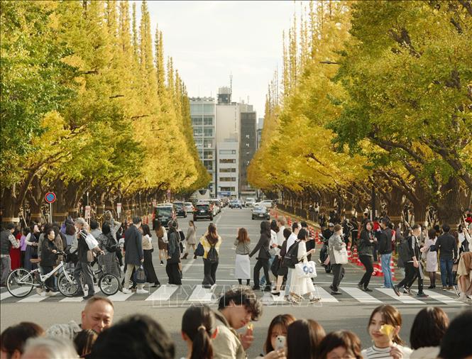 Lá cây chuyển màu vàng tại Tokyo, Nhật Bản. Ảnh: Kyodo/TTXVN