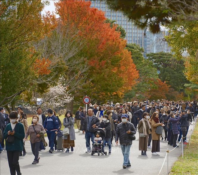 Lá cây chuyển màu đỏ và vàng tại Tokyo, Nhật Bản. Ảnh: Kyodo/TTXVN