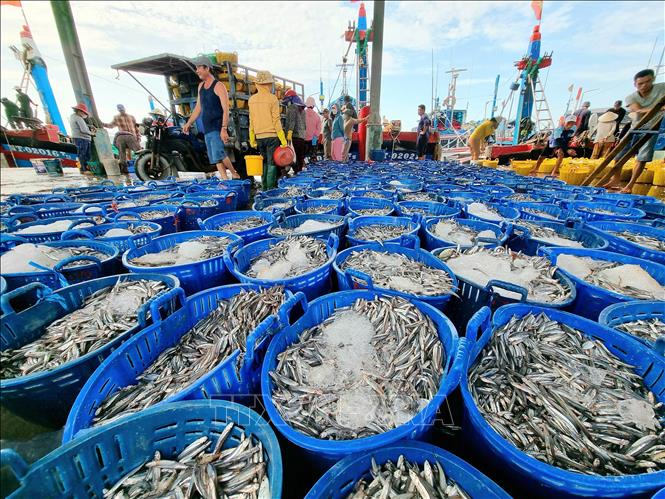 Seafood collected at the Ca Na port in the coastal south-central province of Ninh Thuan. VNA Photo: Nguyễn Thành