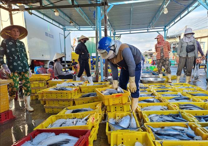 Seafood collected at the Dong Hai port in the coastal south-central province of Ninh Thuan. VNA Photo: Nguyễn Thành