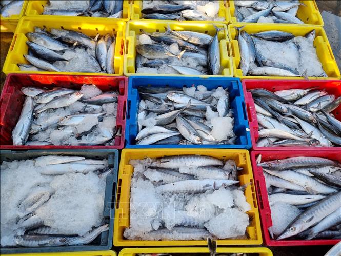 Seafood collected at the Dong Hai port in the coastal south-central province of Ninh Thuan. VNA Photo: Nguyễn Thành