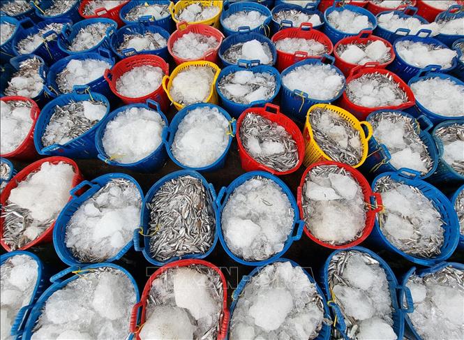 Seafood collected at the Ca Na port in the coastal south-central province of Ninh Thuan. VNA Photo: Nguyễn Thành