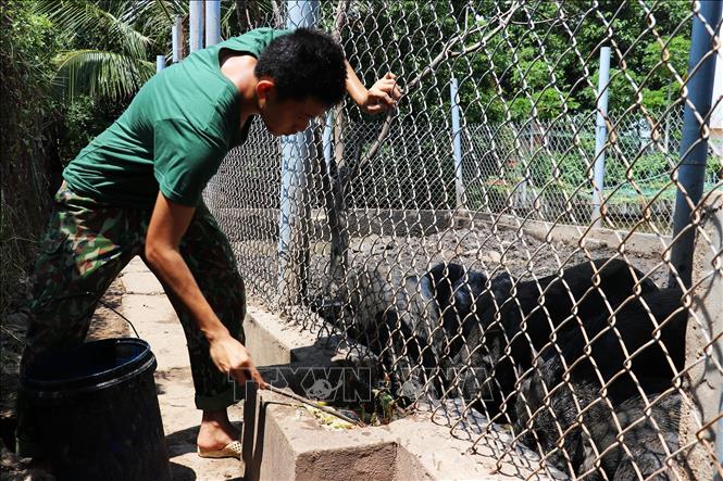Bộ đội Đồn Biên phòng Phú Tân chăn nuôi lợn rừng. Ảnh: Hữu Chí – TTXVN