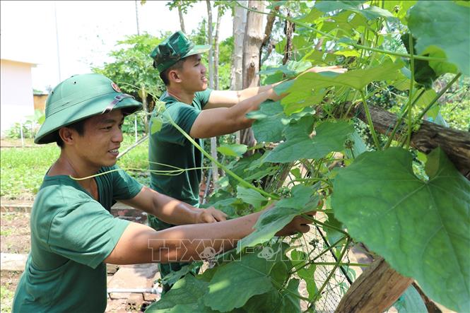 Bộ đội Biên phòng Tiền Giang tăng gia sản xuất. Ảnh: Hữu Chí - TTXVN