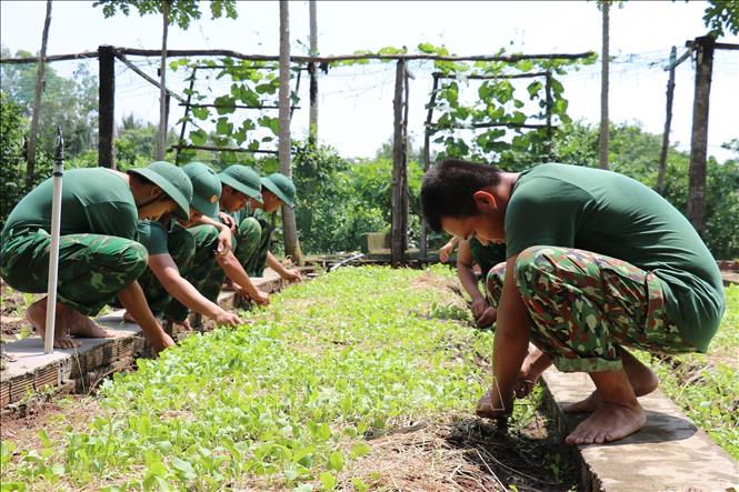 Bộ đội Biên phòng Tiền Giang tăng gia sản xuất. Ảnh: Hữu Chí - TTXVN