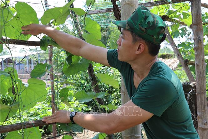 Thiếu úy Châu Văn Minh, Đồn Biên phòng Phú Tân chăm sóc giàn mướp ở vườn rau của đơn vị. Ảnh: Hữu Chí - TTXVN