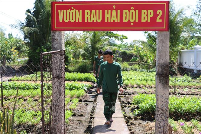 Vườn rau tăng gia sản xuất ở Hải đội 2, Bộ đội Biên phòng Tiền Giang. Ảnh: Hữu Chí - TTXVN
