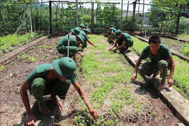 Trong năm 2024, Bộ đội Biên phòng Tiền Giang đã tạo nguồn lương thực thực phẩm tại chỗ được 30,4 tấn rau xanh. Ảnh: Hữu Chí - TTXVN