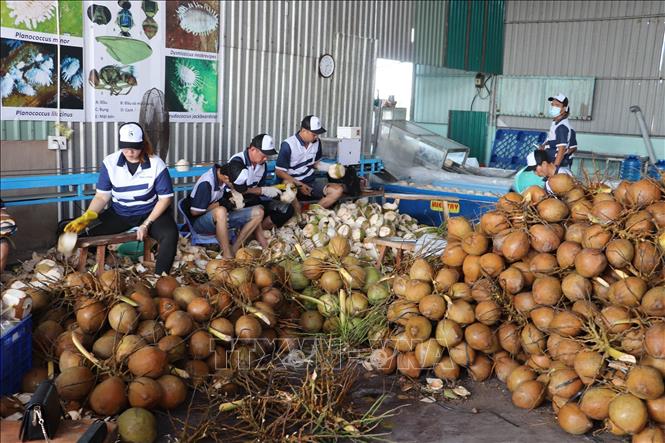 Chế biến dừa tươi xuất khẩu tại Hợp tác xã Hưng Thịnh Phát, huyện Chợ Gạo, tỉnh Tiền Giang. Ảnh: Minh Trí - TTXVN