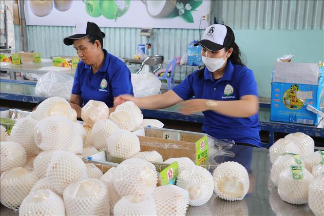 Chế biến dừa tươi xuất khẩu tại Hợp tác xã Hưng Thịnh Phát, huyện Chợ Gạo, tỉnh Tiền Giang. Ảnh: Minh Trí - TTXVN