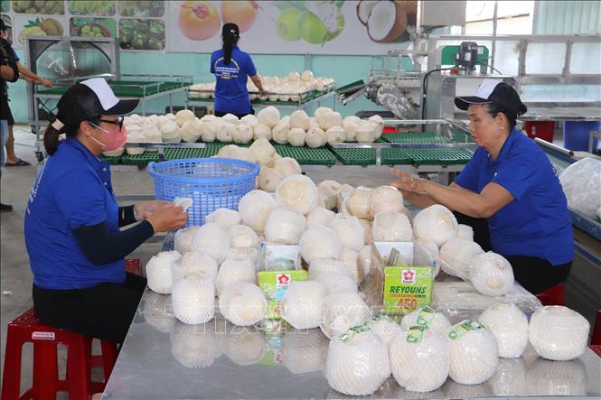 Chế biến dừa tươi xuất khẩu tại Hợp tác xã Hưng Thịnh Phát, huyện Chợ Gạo, tỉnh Tiền Giang. Ảnh: Minh Trí - TTXVN