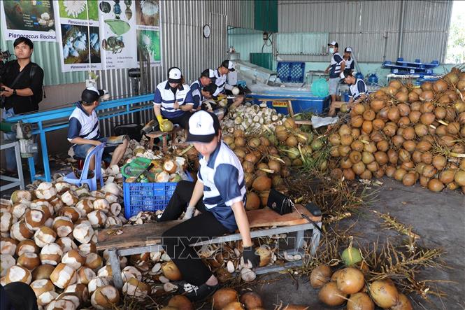 Chế biến dừa tươi xuất khẩu tại Hợp tác xã Hưng Thịnh Phát, huyện Chợ Gạo, tỉnh Tiền Giang. Ảnh: Minh Trí - TTXVN