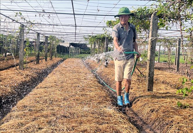 Hợp tác xã rau an toàn Tứ Xã, huyện Lâm Thao (Phú Thọ) không sử dụng thuốc bảo vệ thực vật, phân bón hóa học độc hại, hạn chế đến mức thấp nhất các nguy cơ gây mất an toàn trong quá trình trồng và chăm sóc. Ảnh: TTXVN phát