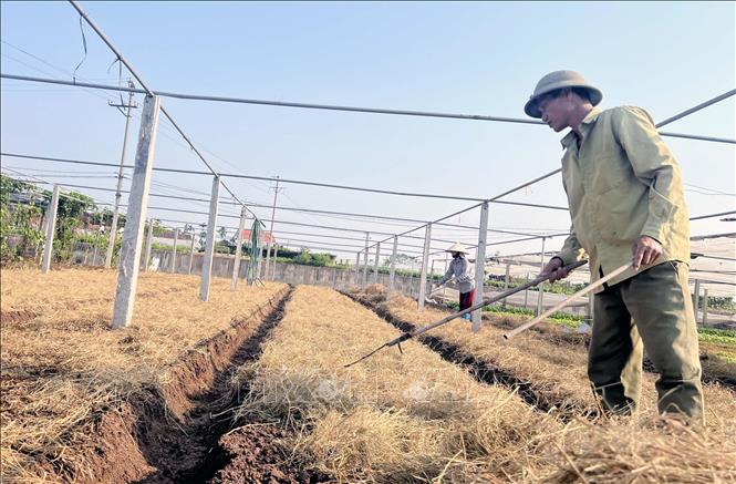 Hợp tác xã rau an toàn Tứ Xã không sử dụng thuốc bảo vệ thực vật, phân bón hóa học độc hại, hạn chế đến mức thấp nhất các nguy cơ gây mất an toàn trong quá trình trồng và chăm sóc. Ảnh: TTXVN phát