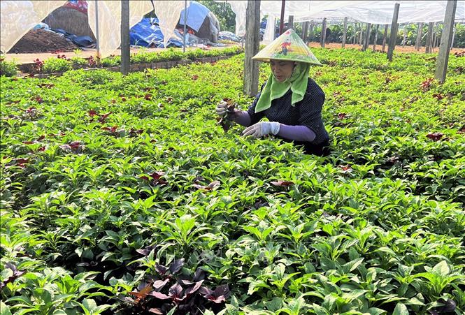 Thành viên Hợp tác xã rau an toàn Tứ Xã, huyện Lâm Thao (Phú Thọ) chăm sóc rau. Ảnh: TTXVN phát