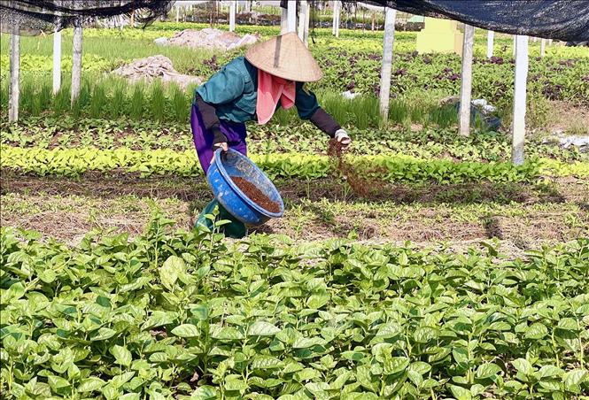 Sản xuất rau an toàn tại Hợp tác xã rau an toàn Tứ Xã, huyện Lâm Thao (Phú Thọ). Ảnh: TTXVN phát