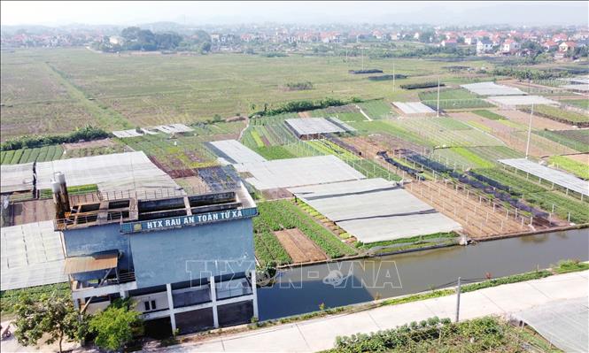 HTX rau an toàn Tứ Xã, huyện Lâm Thao (Phú Thọ). Ảnh: Tạ Toàn – TTXVN
