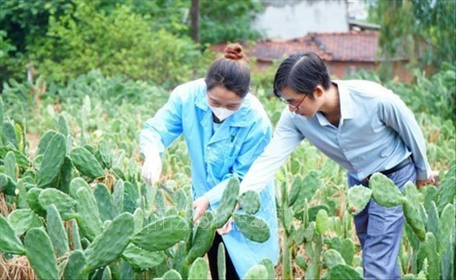Anh Trần Văn Vũ và công nhân trao đổi về việc chăm sóc cây xương rồng tại vườn nguyên liệu. Ảnh: TTXVN phát