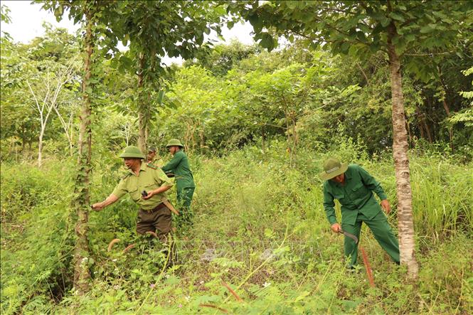 Lực lượng chức năng Khu bảo tồn thiên nhiên Ea Sô, tỉnh Đắk Lắk phát quang, chăm sóc rừng trồng. Ảnh: Tuấn Anh – TTXVN