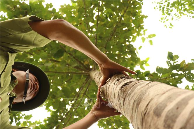 Kiểm lâm Khu bảo tồn thiên nhiên Ea Sô, tỉnh Đắk Lắk kiểm tra sinh trưởng của cây rừng trồng. Ảnh: Tuấn Anh – TTXVN