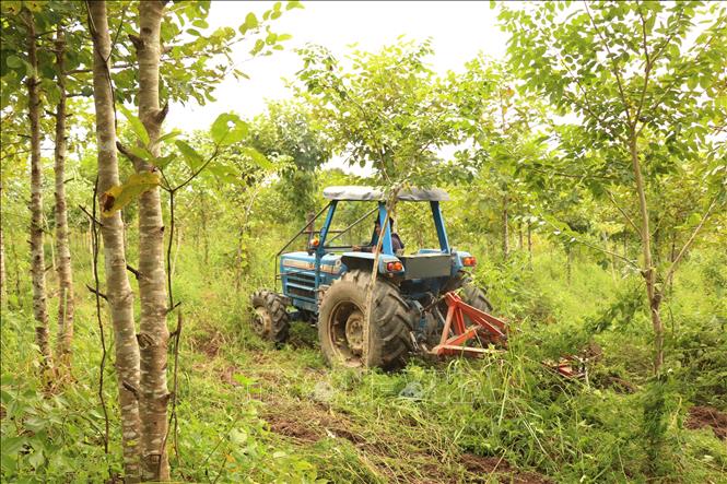 Xử lý thực bì bằng xe máy cày nhằm tạo không gian phát triển cho rừng trồng tại Khu bảo tồn thiên nhiên Ea Sô, tỉnh Đắk Lắk. Ảnh: Tuấn Anh – TTXVN