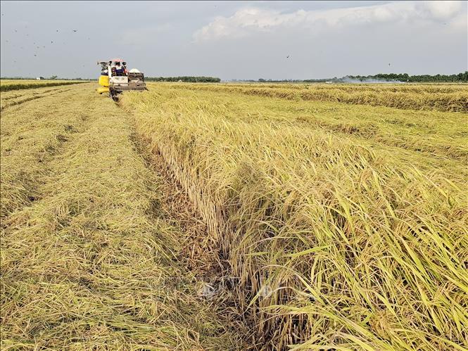 Thu hoạch vụ lúa Hè Thu năm 2024 tại huyện Thanh Bình (Đồng Tháp). Ảnh: Nguyễn Văn Trí - TTXVN