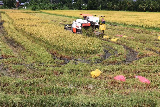 Thu hoạch vụ lúa Thu Đông năm 2024 tại huyện Cao Lãnh (Đồng Tháp). Ảnh: Nguyễn Văn Trí - TTXVN