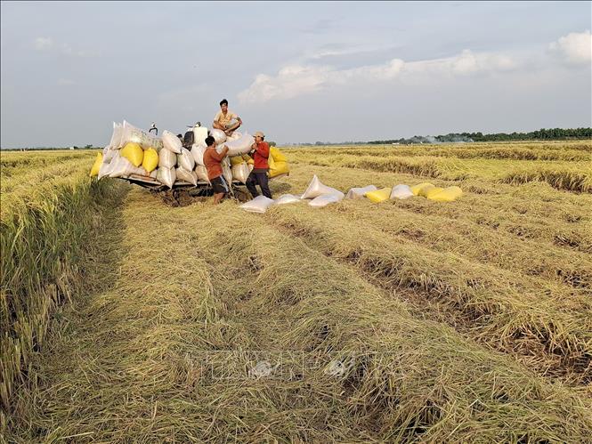 Thu hoạch vụ lúa Hè Thu năm 2024 tại huyện Thanh Bình (Đồng Tháp). Ảnh: Nguyễn Văn Trí - TTXVN
