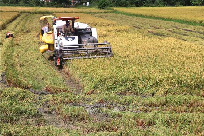 Thu hoạch vụ lúa Thu Đông năm 2024 tại huyện Cao Lãnh (Đồng Tháp). Ảnh: Nguyễn Văn Trí - TTXVN