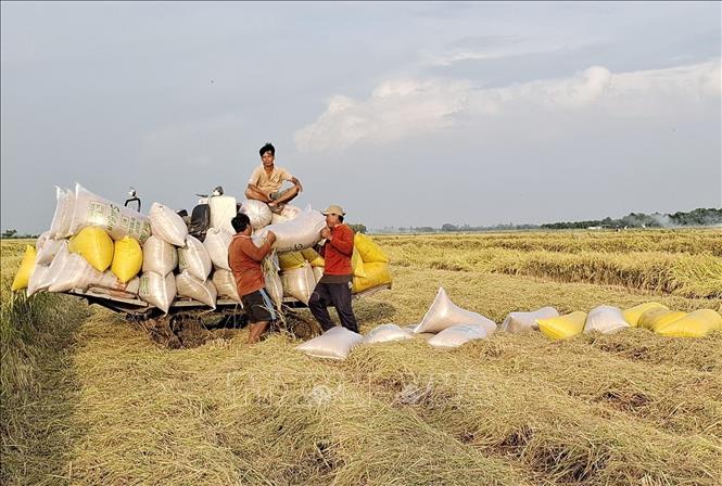 Thu hoạch vụ lúa Hè Thu năm 2024 tại huyện Thanh Bình (Đồng Tháp). Ảnh: Nguyễn Văn Trí - TTXVN