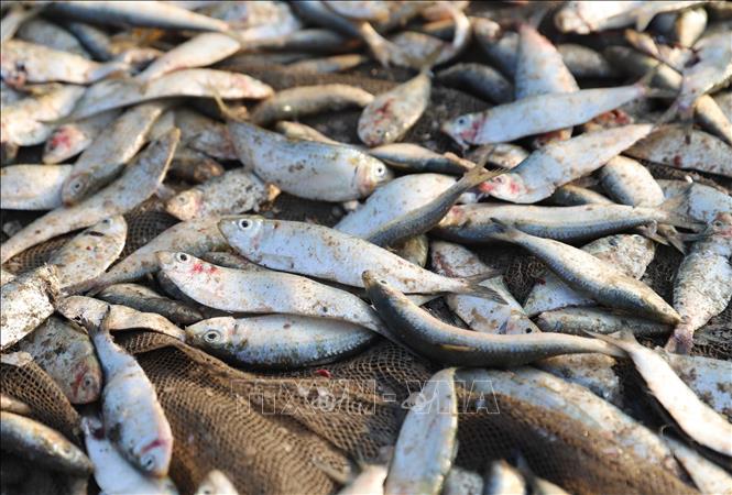 Cá trích vừa gỡ khỏi lưới. Ảnh: Xuân Tiến - TTXVN 