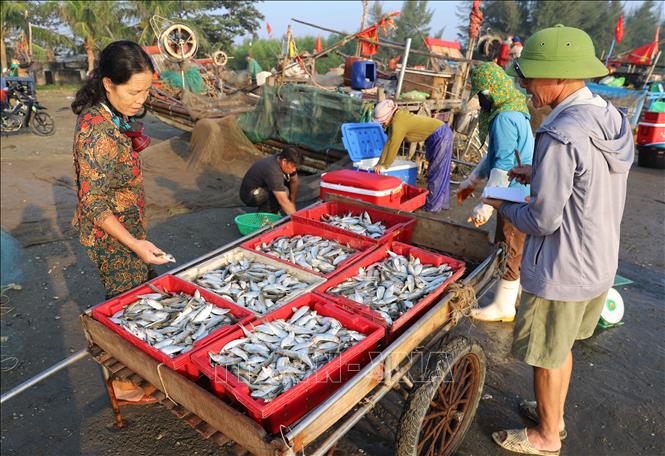 Tiểu thương thu mua cá trích của ngư dân. Ảnh: Xuân Tiến - TTXVN 