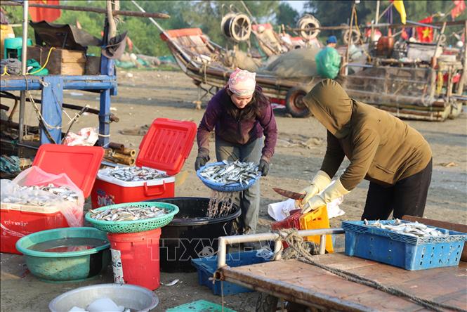 Sơ chế cá trích để bán cho tiểu thương. Ảnh: Xuân Tiến - TTXVN 