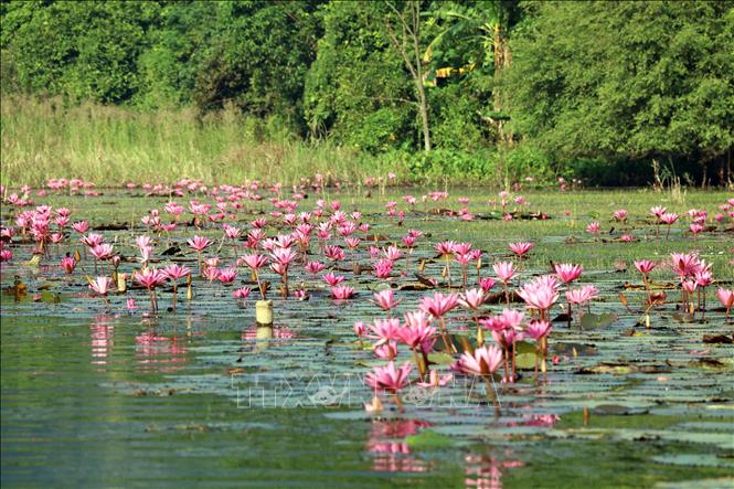 Hàng vạn bông súng tím biếc bung nở tạo nên khung cảnh thơ mộng cho dòng sông Ngô Đồng tại Khu du lịch Tam Cốc, huyện Hoa Lư, tỉnh Ninh Bình. Ảnh: Thùy Dung - TTXVN
