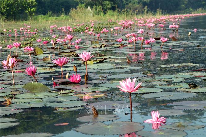 Hàng vạn bông súng tím biếc đồng loạt bung nở tạo nên khung cảnh thơ mộng cho dòng sông Ngô Đồng tại Khu du lịch Tam Cốc, huyện Hoa Lư, tỉnh Ninh Bình. Ảnh: Thùy Dung - TTXVN