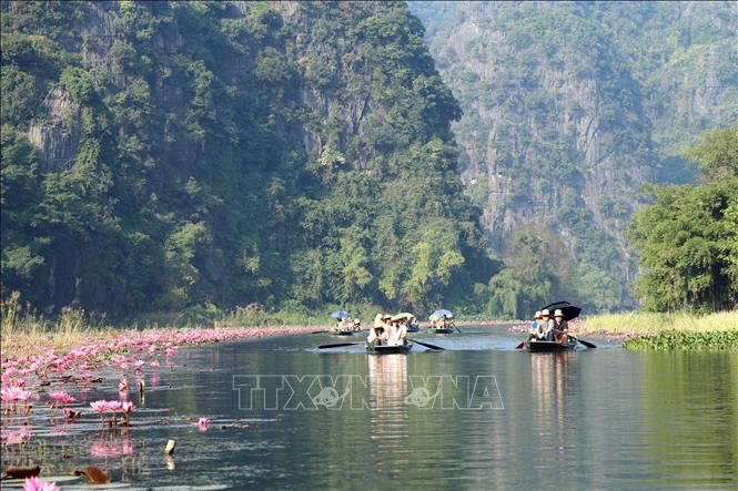 Hoa súng uốn lượn hai bên bờ sông Ngô Đồng tại Khu du lịch Tam Cốc, huyện Hoa Lư, tỉnh Ninh Bình khiến du khách rất thích thú. Ảnh: Thùy Dung - TTXVN