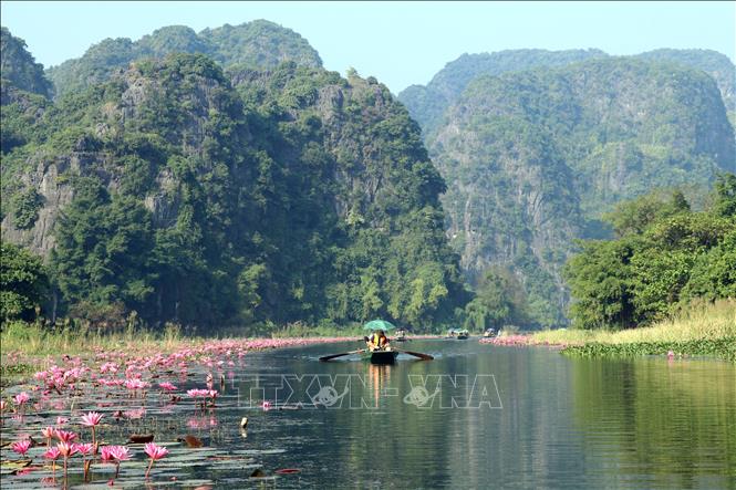 Hoa súng đã mang đến diện mạo mới, làm gia tăng trải nghiệm, hấp dẫn du khách khi đến tham quan, vãn cảnh tại Khu du lịch Tam Cốc, huyện Hoa Lư, tỉnh Ninh Bình. Ảnh: Thùy Dung - TTXVN