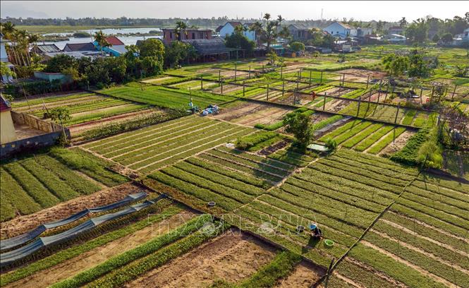 Tra Que spans 18 ha, home to 202 households and 326 farmers who cultivate over 20 types of vegetables. VNA/Photo by courtesy 