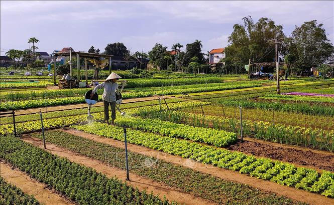In April 2022, the Ministry of Culture, Sports and Tourism recognises Tra Que vegetable farming as a national intangible cultural heritage, celebrating its rich traditional knowledge and craftsmanship. VNA/Photo by courtesy
