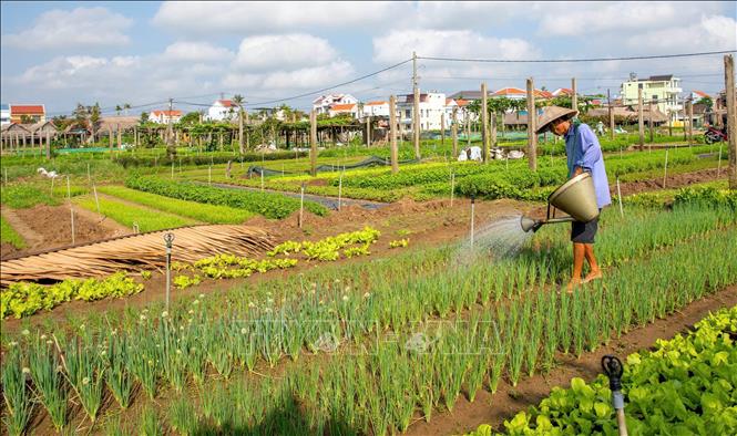 In April 2022, the Ministry of Culture, Sports and Tourism recognises Tra Que vegetable farming as a national intangible cultural heritage, celebrating its rich traditional knowledge and craftsmanship. VNA/Photo by courtesy