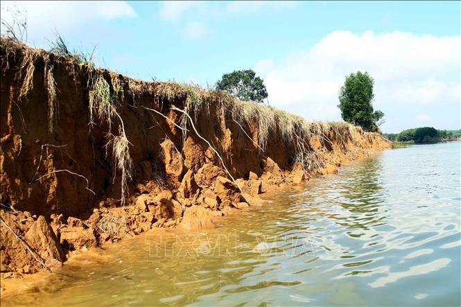 Khoảng 1,5km bờ sông Kiến Giang đoạn chảy qua xã Trường Thủy (huyện Lệ Thủy) bị sạt lở nghiêm trọng. Ảnh: Tá Chuyên - TTXVN