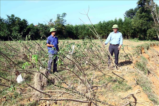 Sạt lở ảnh hưởng đến sản xuất nông nghiệp của hàng chục hộ dân thôn Long Đại (xã Trường Thủy, huyện Lệ Thủy). Ảnh: Tá Chuyên - TTXVN