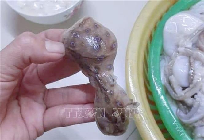 Chất độc tetrodotoxin có trong nọc độc của bạch tuộc đốm xanh rất bền vững, tồn tại ngay cả khi bạch tuộc đốm xanh đã chết, hay được nấu chín. Do vậy, ăn bạch tuộc đốm xanh nguy cơ ngộ độc cao và gây nguy hiểm đến tính mạng. Ảnh: TTXVN phát
