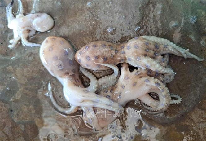 Nếu không để ý kỹ thì người dân rất dễ nhầm lẫn bạch tuộc đốm xanh với các loại bạch tuộc biển thông thường, không độc khác. Ảnh: TTXVN phát