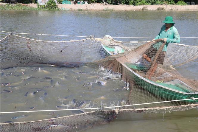 Thu hoạch cá tra tại vùng nuôi ở huyện Tam Nông (Đồng Tháp). Ảnh tư liệu: Nguyễn Văn Trí - TTXVN
