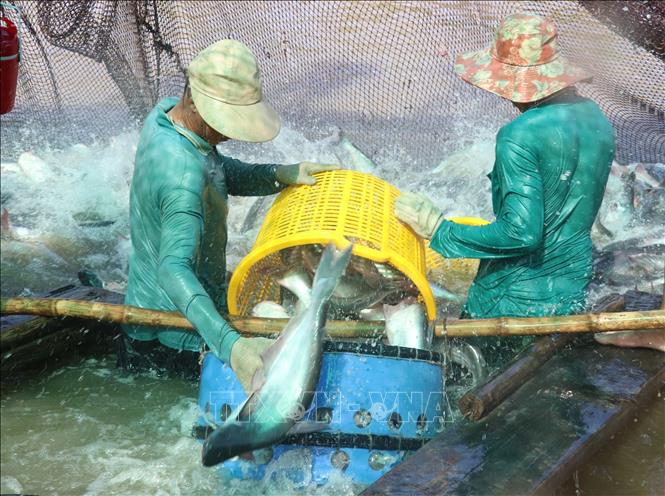 Thu hoạch cá tra tại vùng nuôi ở huyện Tam Nông (Đồng Tháp). Ảnh tư liệu: Nguyễn Văn Trí - TTXVN